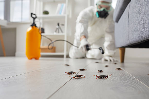 Commercial Kitchen Cockroach Control in Hilltop